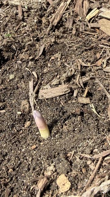 Asparagus breaching its bed.