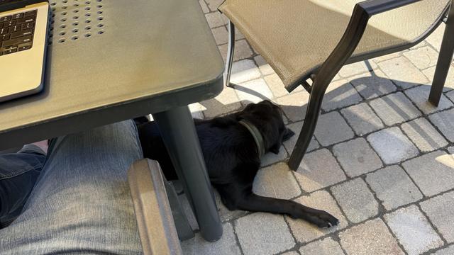 Stanley the lab lounging at the feet of my makeshift outdoor workstation.