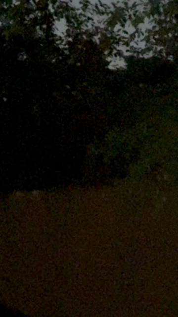 A blurry zoomed in dark video that had a couple firefly flashes.