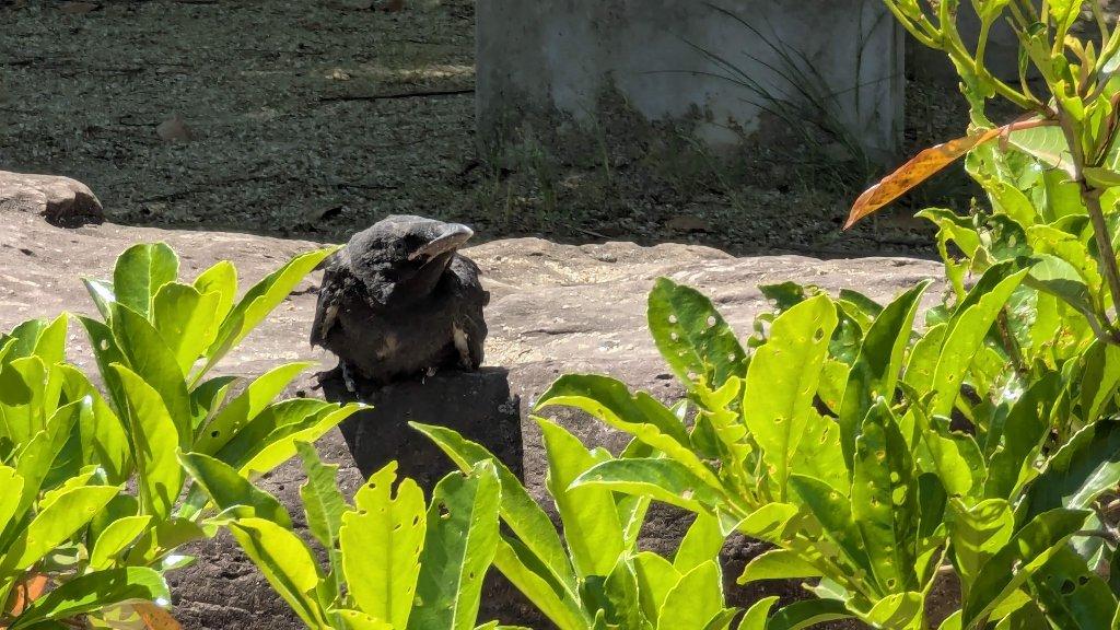 A very confused baby crow on a rock.