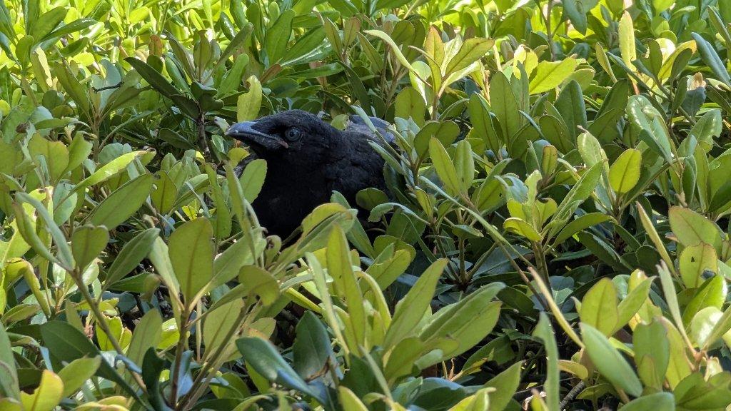A somewhat confused baby crow in a hedge.