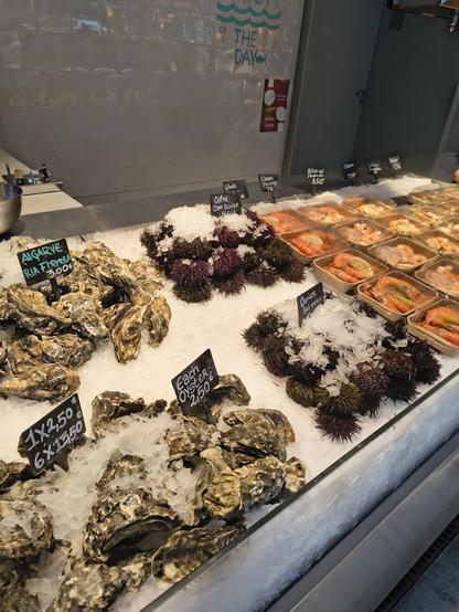 Piles of whole oysters and sea urchin sitting on  crushed ice