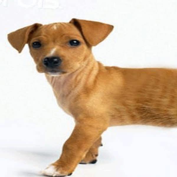 half a dog