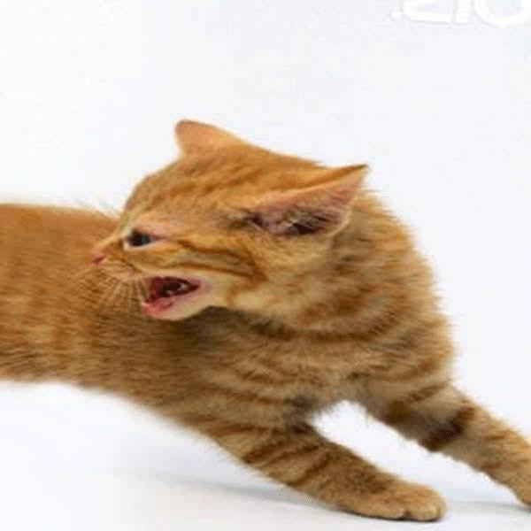 a cat looking like it's jointed with the dog and hissing at the dog
