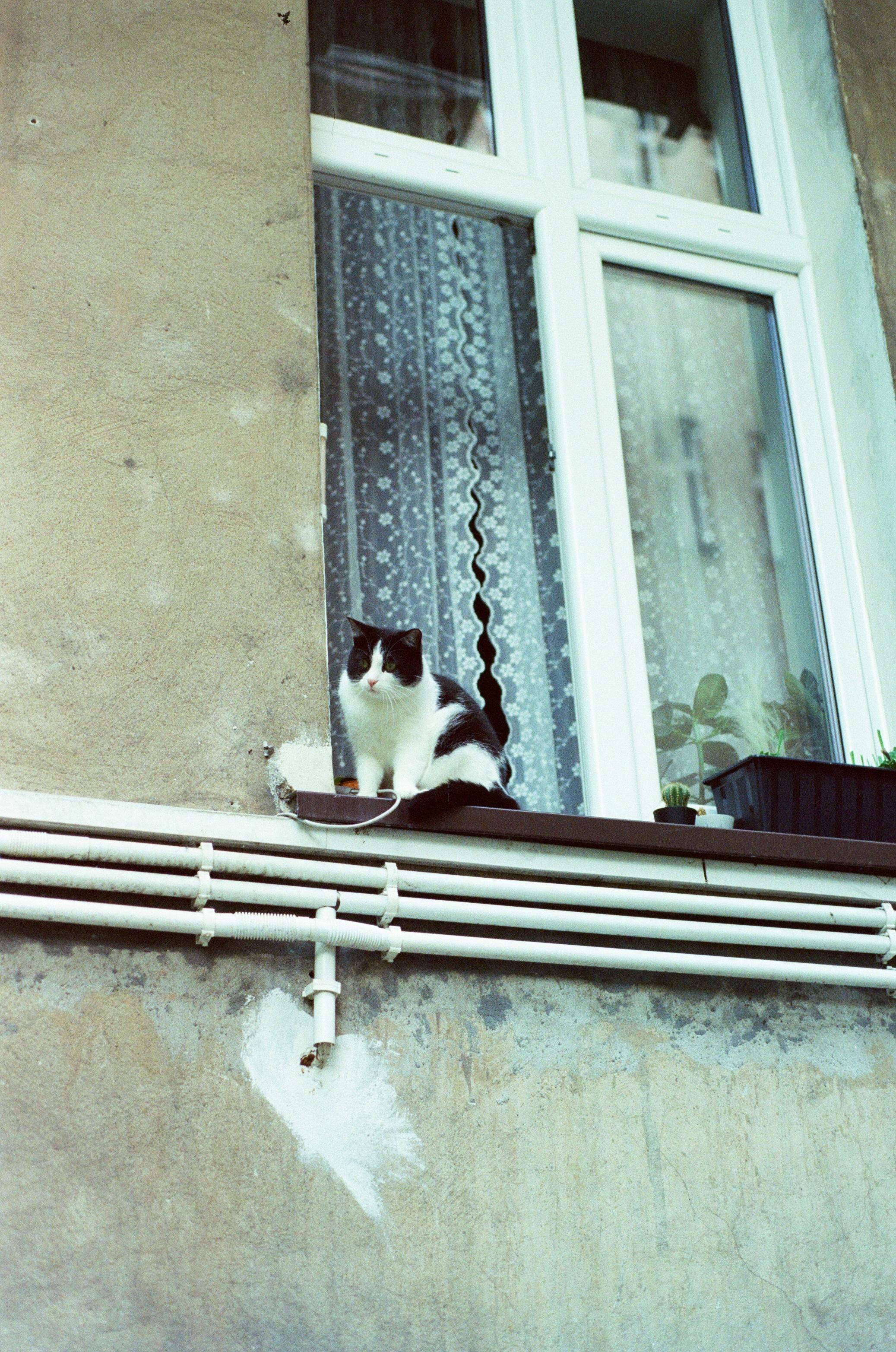 a cat looking out of the window