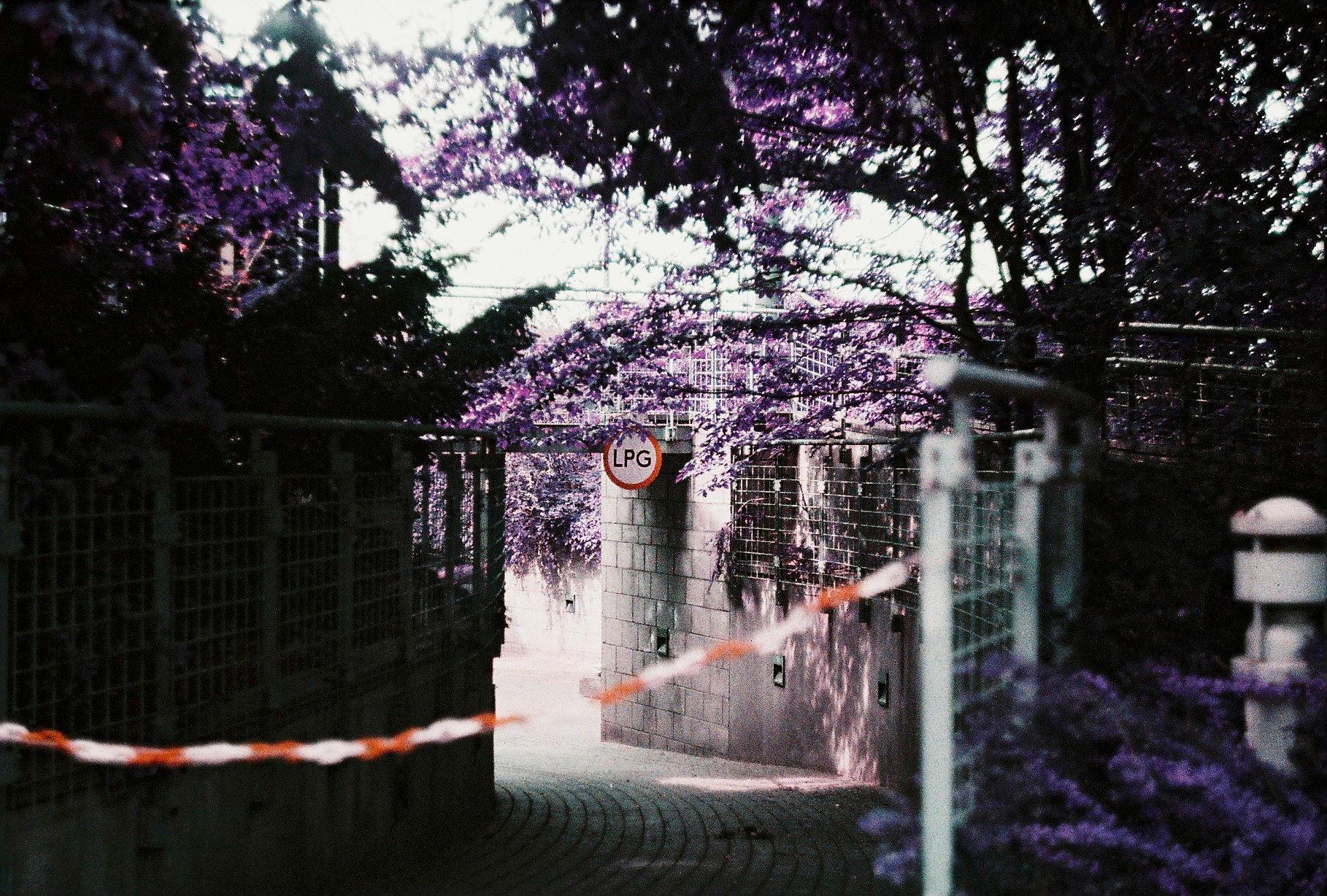 an cordoned-off underpass for cars with a forbidding sign reading "LPG". around it are purple leaves from trees. the road curves in front of the camera from the left and away leftwards again, mysteriously.