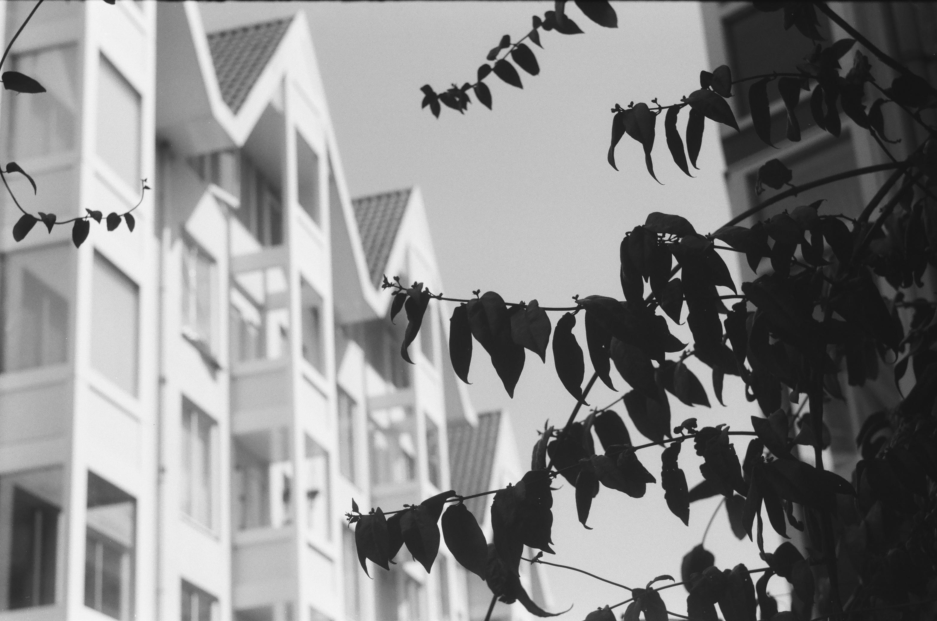 black and white photo. dark leaves in the foreground are focused. in the background is an exceptionally shapely white apartment building with several triangular roof elements that overhang resting on a column of balconies each. the sky is completely clear. on the opposite side of the street is another apartment building, composed entirely of neatly arranged squares, but only one column of it is visible