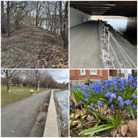Grid of four photos:
1) dirt path through some young trees with the Rideau River on the right under a grey sky.

2) Paved path under the highway 417 bridge over the Rideau River.

3) Recreational path through Strathcona park on the left and the Rideau River on the right. Grass is greening and trees are starting to bud.

4) Closeup of some small purple flowers on a front lawn.