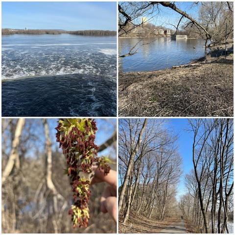 Grid of four photos:

1) Rideau Falls dumping into the Ottawa River, with the north shore visible, lined with trees under a lightly cloudy blue sky.

2) Shore of the Rideau River, with trees hanging over the top of frame.

3) Close up of bundle of maple leaf sprouts.

4) Recreational pathway lined with trees.