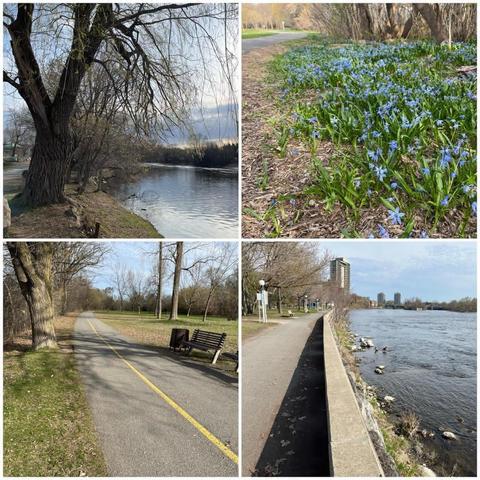 Grid of four photos:

1) Large tree with the Rideau River on the right, under a cloudy morning sky.

2) Small blue flowers on the side of the recreational path.

3) Recreational path curving off to the right through parkland with a bench on the far right.

4) Rideau River on the right, pathway in Strathcona park on the right, with trees and grass on the left.