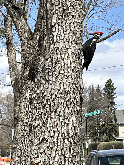 A large black and white woodpecker with a red head pecks away at the trunk of a large elm tree. In the background is a green street sign reading Stony Plain Rd.
