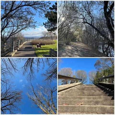 Grid of four photos:

1) Paved pathway along a cliff overlooking the Ottawa River with trees on both sides, some grass and benches.

2) Gravel pathway through some young trees.

3) Blue sky with clouds with trees coming into frame from all directions.

4) Looking up the first flight of stairs at the north end of Strathcona park, with trees up at the top.