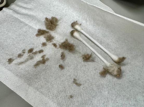 Dust and crap that fell into the keys over the years.