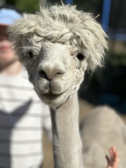 A portrait shot of a shaven alpaca with a fizzy haircut