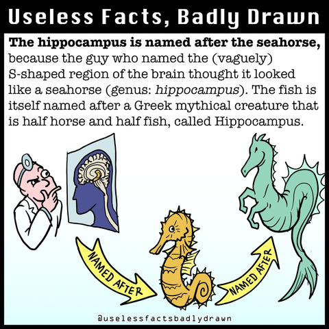The hippocampus is named after the seahorse, because the guy who named the (vaguely) S-shaped region of the brain thought it looked like a seahorse (genus: hippocampus). The fish is itself named after a Greek mythical creature that is half horse and half fish, called Hippocampus.