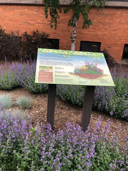 Rain garden outside the library blooming purple