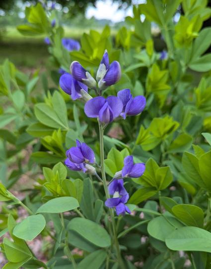 Green foilage with deep p blue/purple blossoms