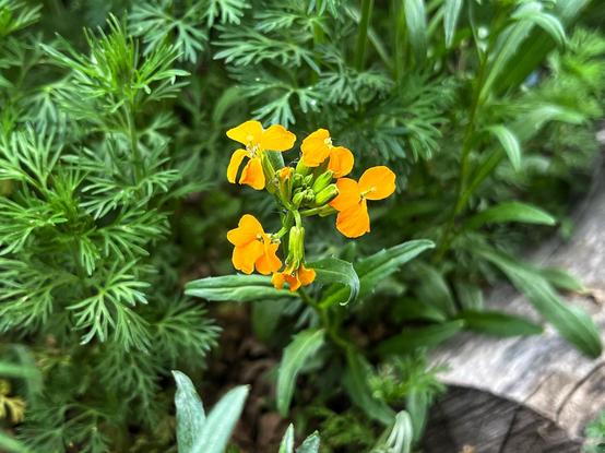 A cluster of small, orange wallflowers blooming at the top of their stem above a bunch of other greenery and a weathered, gray log in a wildflower patch on a cloudy, but pleasant evening.