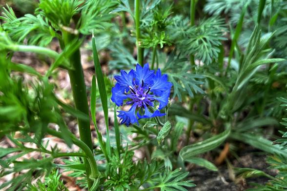 A single, dark blue, circular cornflower blooming in a wildflower bed surrounded by greenery from other wildflowers.