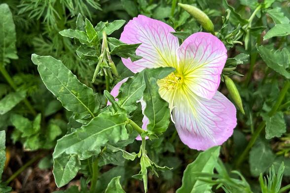 A four-petaled, blooming pink evening primrose, with pink-edged petals and feathery pink veins fading into a white and yellow flower center, hiding behind some green leaves of other wildflowers in a flower bed on a pleasant spring evening.