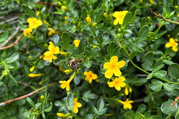 A common yellow jasmine shrub, with small, roundish, tri-lobed, dark green leaves and lots of small, five-petaled, bright yellow flowers blooming on the shrub stems on a cloudy, pleasant, spring evening.
