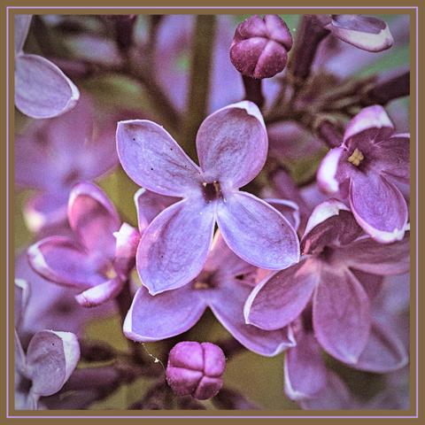 Closeup of a lilac flower.