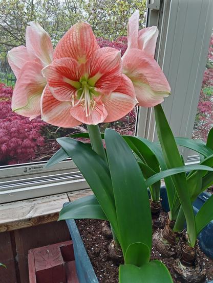 3 large pink and white striped  blooms with slender green leaves. Below the leaves are large bulbs in potting soil.