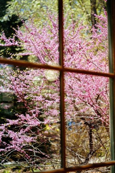 View through a window with wooden frames, showing a blooming tree covered in vibrant pink blossoms, softly lit by natural spring sunlight. The scene outside contrasts with the muted interior, capturing a quiet, contemplative moment.