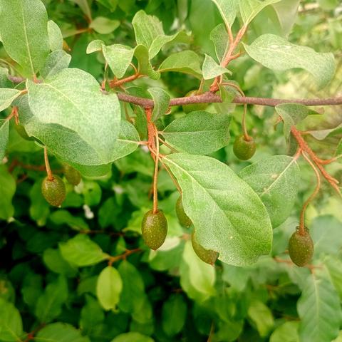 The picture of several unripen berries, shaped like elongated cherries, on a leafy silverberry tree.