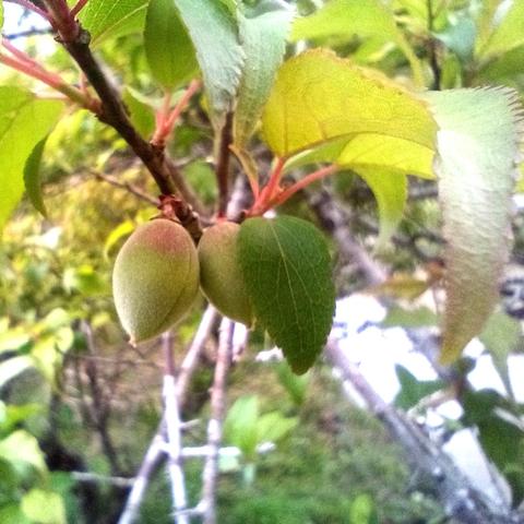 ...and few unripen ume plums under dense leaves.

As the picking season is approaching, the almond-shaped fruits are getting rounder and having a tinge of pink.