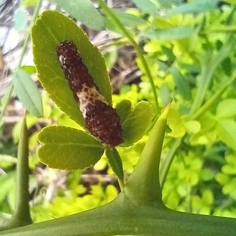 A butterfly caterpillar, 2cm long, camouflaged as a bird poop (uh-uh) on a trisected citrus leaf.

The small kimquat bush is full of protective thorns, guarding the caterpillars.