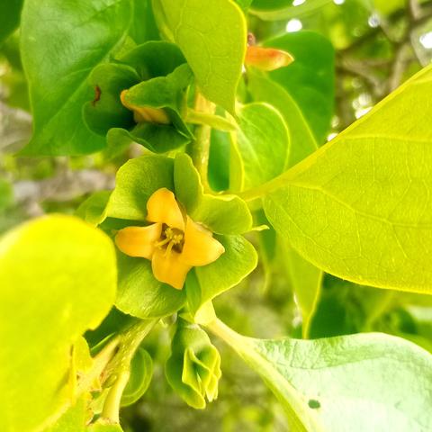 A persimon flower with thick quartered petals embedded in the sepals also devided into 4, giving an impression of folded origami.