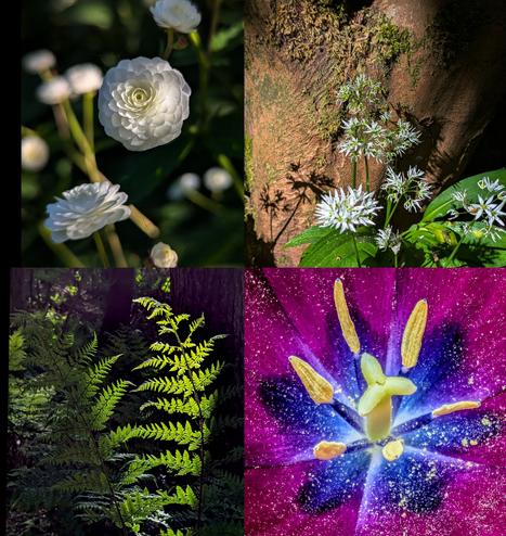 Image is a composite of 4 photos showing the spring diversity in the garden from wild garlic to ferns and tulips - using shadow and light to highlight their beauty