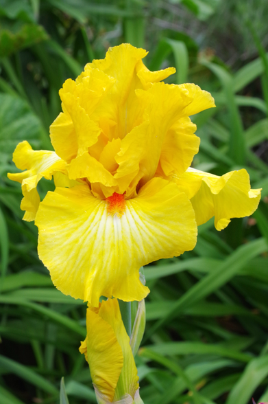 Zitronengelbe Blüte mit rotem Bart vor grünem Laub.