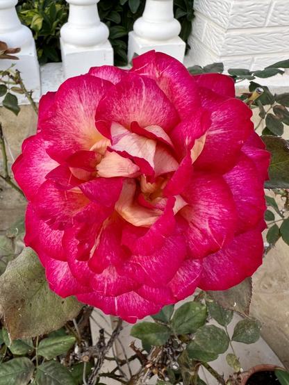 Straight out of the terrace parterre, a red rose in full bloom with bright colour shades, showing spring is well on its way despite what other reports about the summer may be saying out there... 🌹😍😜👍🏻