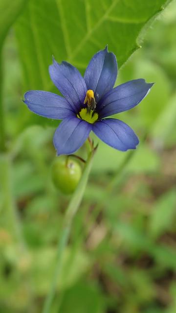 Rising out of a blurry background of green grass and leaves, a thin green stem explodes into a brilliant blue six-petaled trumpet. Each satiny petal is a graceful blue tongue with a tiny point on its tip. The blue darkens toward the center of the flower, then joins into a yellow-green circle, from which a vertical spike of anthers emerges, coated with a powder of brilliant yellow pollen. A tiny, unidentifiable brown bug clings to its side.