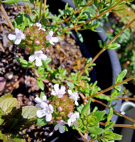 Thyme flowering in a vase