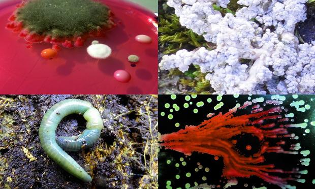 Die Bodenbiodiversität im Gebirge ist zu wenig untersucht. Insbesondere zu bestimmten Organismengruppen gibt es wenig Untersuchungen.