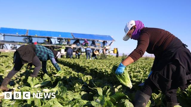 A person wearing boots, long sleeves, a hat and scarf and rubber gloves picks up a head of lettuce in a field. Other farmworkers are seen in the background.