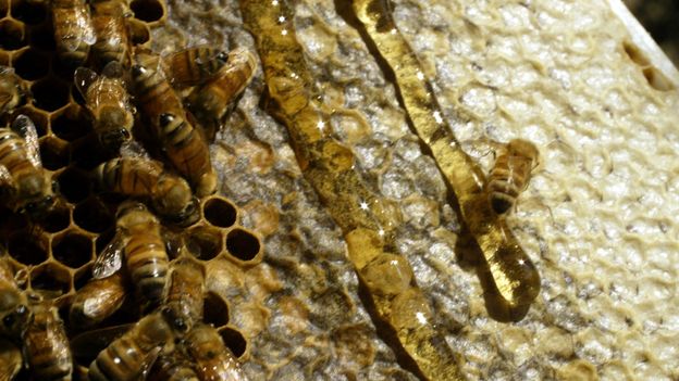 A close up of bees on honeycomb with honey dripping down it (Credit: Getty Images) A close up of bees on honeycomb with honey dripping down it (Credit: Getty Images)