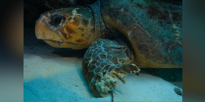 Diver Sees An Enormous Turtle On The Sea Floor And Realizes He Needs Help