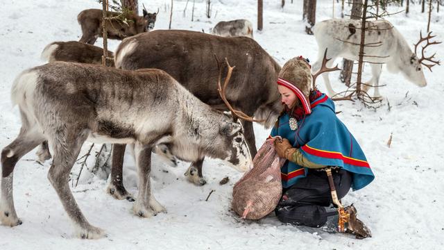 Feeding Reindeer on a Sami Farm. | Photograph: Alamy