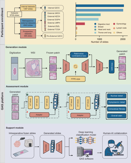 An end-to-end multifunctional AI platform for intraoperative diagnosis