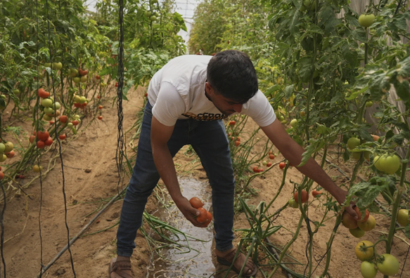 UN claims only 8.6% of Gaza’s cropland is still accessible