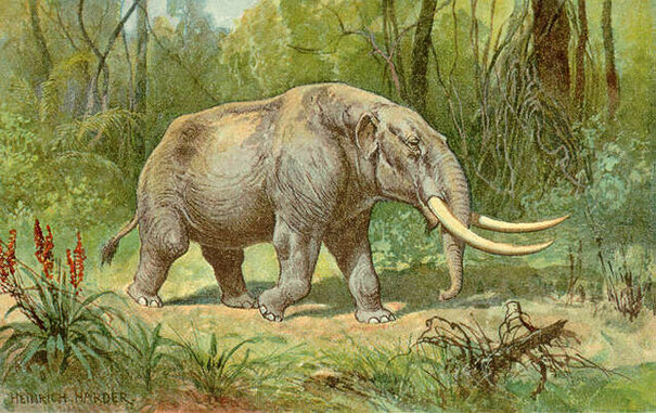 Artist's conception of an American mastodon.