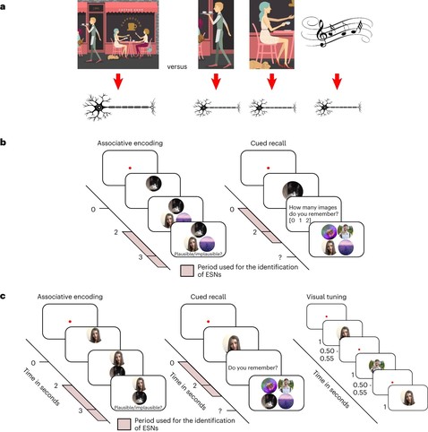Fig. 1: Difference between indexing theory and concept-neuron-based hippocampal coding of episodic memories, and procedures for Experiments 1 and 2.