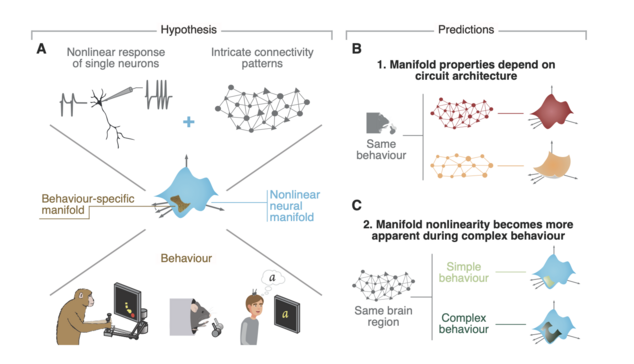 Figure 1: Hypothesis. A. Due to the nonlinear activity profiles of single neurons and the complex connectivity profiles of neural circuits, we hypothesized that neural manifolds underlying behaviour should be nonlinear. B. We predicted that, if the geometry of neural manifolds indeed reflects circuit properties, neural manifolds from cytoarchitecturally different brain regions would exhibit distinct degrees of nonlinearity. C. We further predicted that more complex behavioural tasks that require a broader range of activity patterns will make the intrinsic nonlinearity of neural manifolds more apparent.