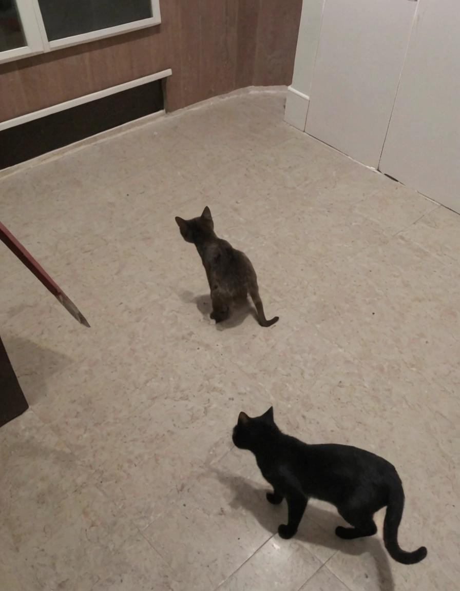 Image with seed 3606136828 generated via Stable Diffusion through @stablehorde@sigmoid.social. Prompt: that cat has seen some shit