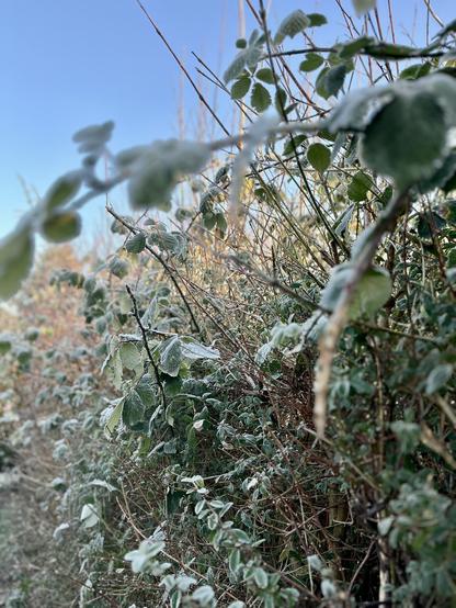 A close-up shot of a hedgerow covered in a layer of frost.  The leaves and branches of the shrubs are coated in a thin layer of white frost against a clear blue sky.  The overall color palette is muted greens and browns, with the white frost providing contrast.
--description generated by AltBot