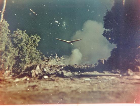 A bird in flight over debris, framed by trees, with smoke rising in the background.